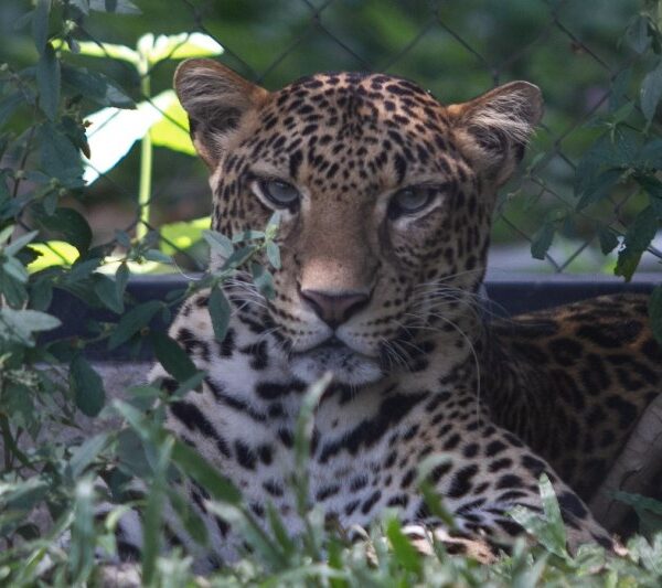 Mengintip Perilaku Macan Tutul di Alam Liar, Habitat dan Cara Berburunya yang Dahsyat